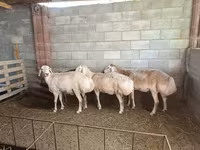 Juh, Afghan Arabi sheep — 2. fotó