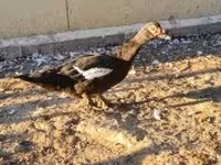 Ducks — Foto 2