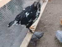 gallina danesa — foto 5