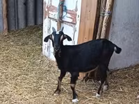 Billy Goat, Alpine goat — photo 1