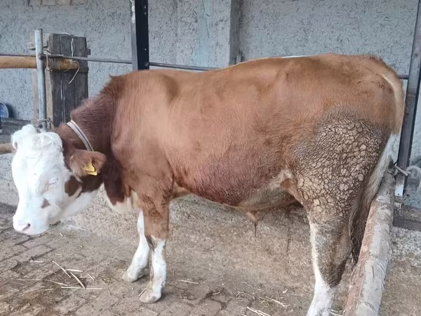 Byk, Simmental cattle