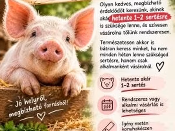 母猪, Pigs — 匈牙利