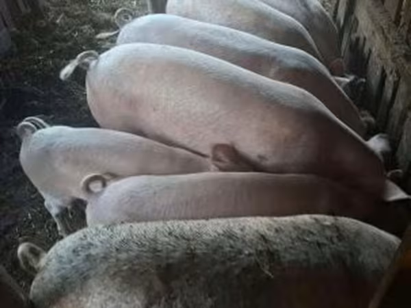 公猪, Pigs