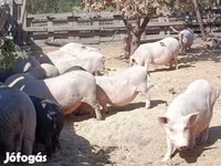 Boar, Вьетнамская вислобрюхая — photo 3
