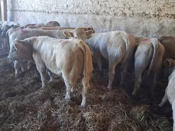 Touro, Charolais cattle