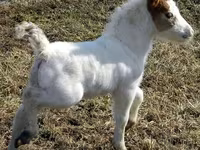 Stute, Miniature horse — Foto 7