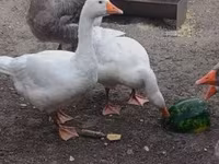 Graue und graugescheckte dänische Gans — Foto 3
