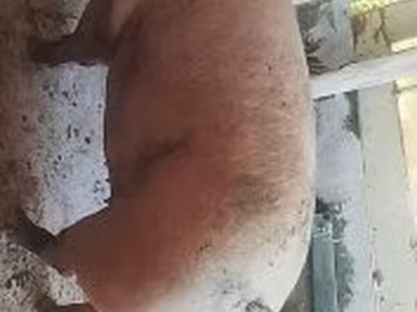 母猪, Pigs — 匈牙利