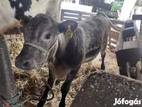 Bika, Simmental cattle — 4. fotó
