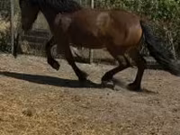 Yegua, Caballos — foto 3