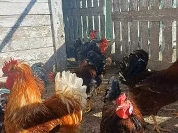Chickens — Ungarn