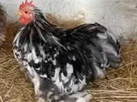 Bantam de Pequim — foto 1