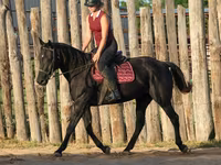 Kobyła, Quarter Horse — zdjęcie 5