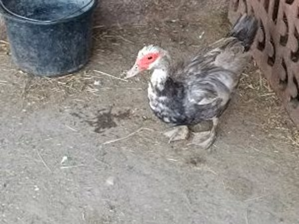 Ducks — 匈牙利