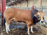 Bika, Partenaise cattle — 5. fotó