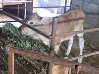 Krowa, Swiss cattle — zdjęcie 1
