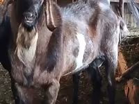 Теке, Nubian Goat — 2-сурет