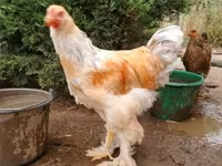 براهما — الصورة 2