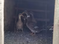 Ducks — photo 1