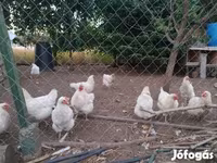 Chickens — foto 4