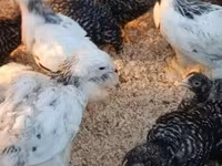 Chickens — الصورة 4