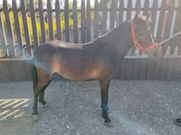 Cheval, Chevaux — photo 3