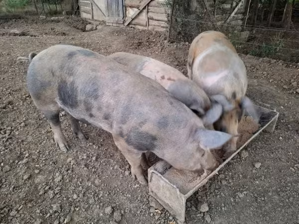 Kanec, Prasata — Maďarsko