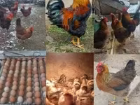 Chickens — الصورة 2