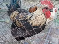 Ayam Cemani — 3. fotó