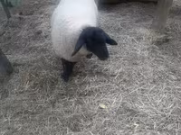 كبش, White Suffolk sheep — الصورة 2