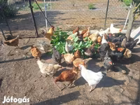 Chickens — photo 6