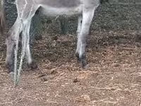 Cheval, Chevaux — photo 2