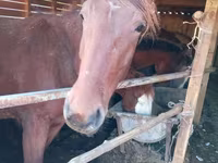 Égua, Cavalos — foto 5