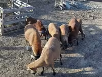 Beran, Cameroon sheep — foto 6