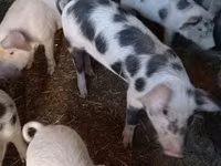 Pigs (batch, sex not specified), Pigs — photo 1