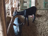 عنزة, Alpine goat — الصورة 2