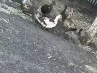 Ducks — الصورة 7