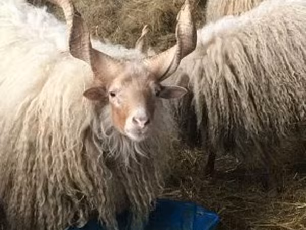 Schaf, Racka sheep
