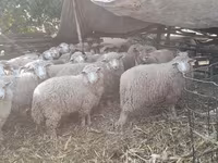 Ovce, Ovce — foto 2