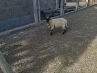 كبش, White Suffolk sheep — الصورة 1
