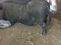 नर सूअर, सूअर — फ़ोटो 2