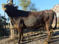 母牛, Alatau breed — 照片 6