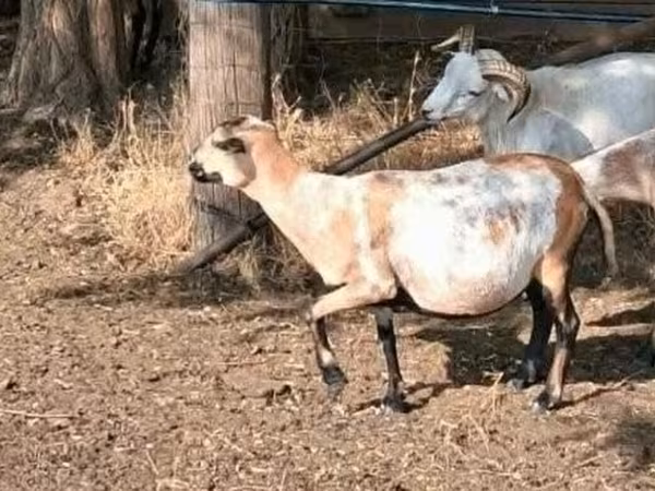 母羊, Cameroon sheep