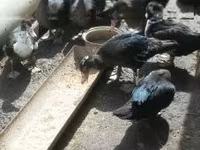 Ducks — zdjęcie 2