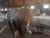 Krowa, Simmental cattle — zdjęcie 2