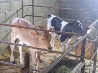 Vaca, Raça Holstein — foto 3