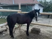Hing, Lovak — 2. fotó
