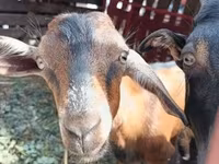 公山羊, Goats — 照片 2