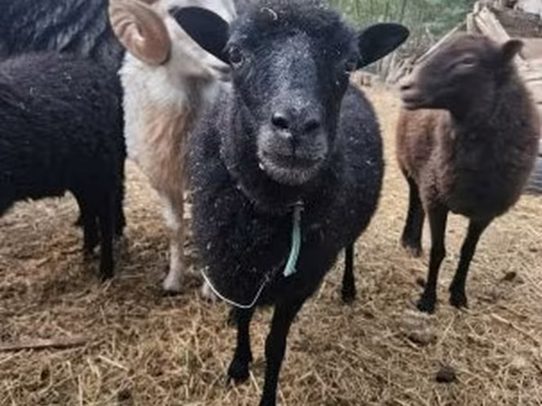 Juh, Ouessant sheep