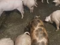 Pigs (batch, sex not specified), Pigs — photo 5